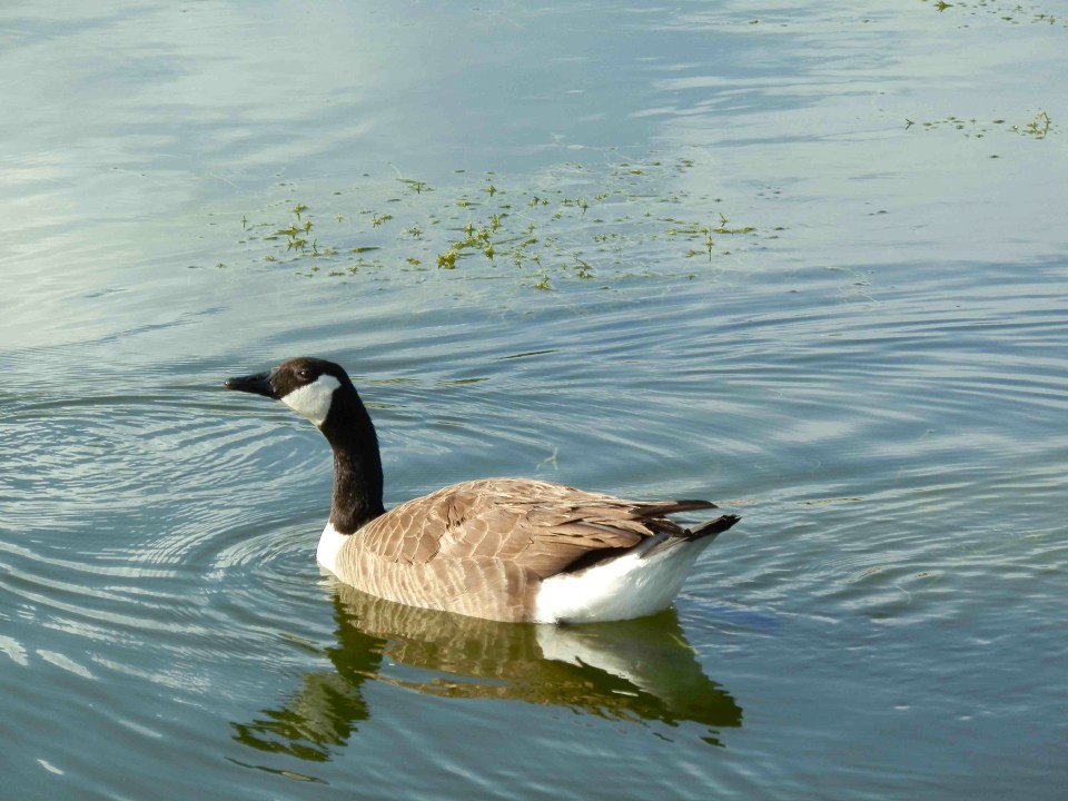 CANADA GOOSE, Abaco (Kasia Reid)