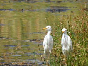 Cattle Egrets, West End Grand Bahama (Linda Barry-Cooper)