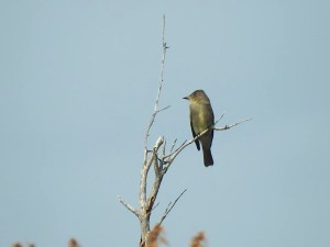 Eastern Wood-Pewee, West End Grand Bahama (Linda Barry-Cooper)
