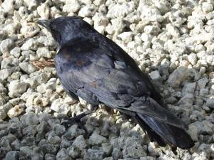 Fish Crow, West End Grand Bahama (Linda Barry-Cooper)