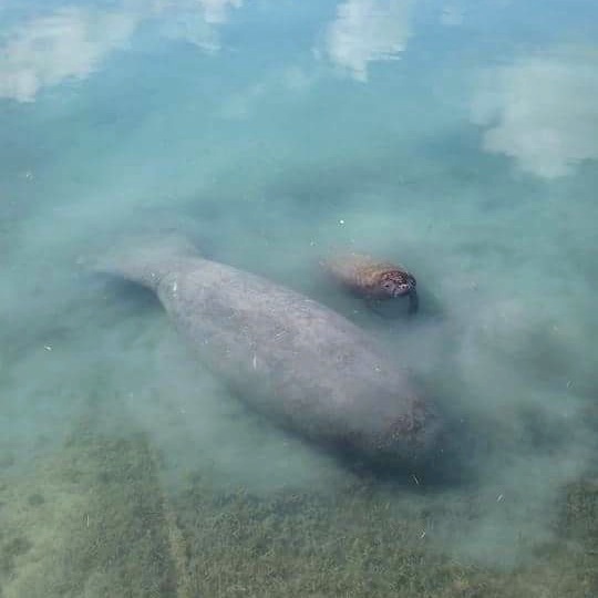 Gina & Calf Norma Roberts 1 copy