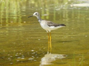 Greater Yellowlegs, West End Grand Bahama (Linda Barry-Cooper)