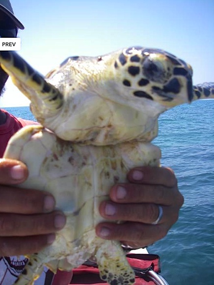 Hawkbill Turtle Plastic breathecostarica copy