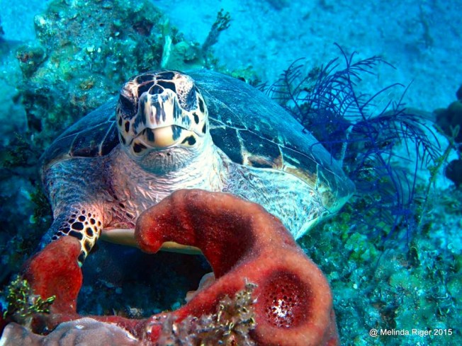 Hawksbill Turtle ©Melinda Riger @ G B Scuba copy 3