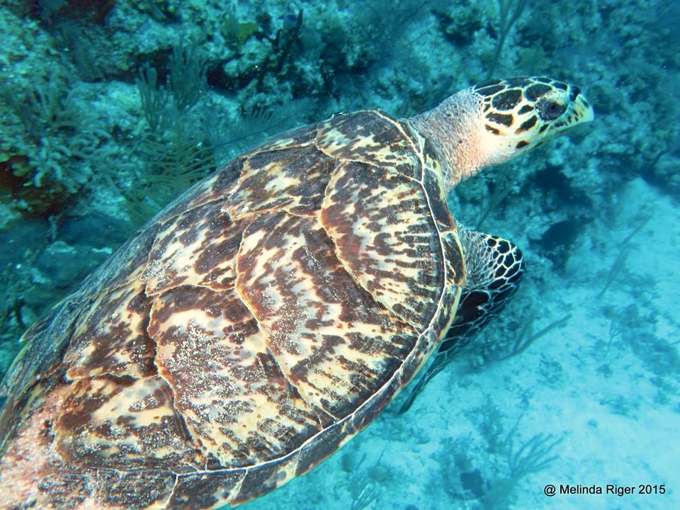 Hawksbill Turtle ©Melinda Riger @ GB Scuba copy