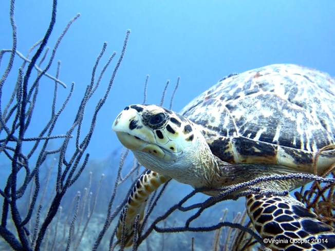 Hawksbill Turtle (Virginia Cooper / Grand Bahama Scuba)