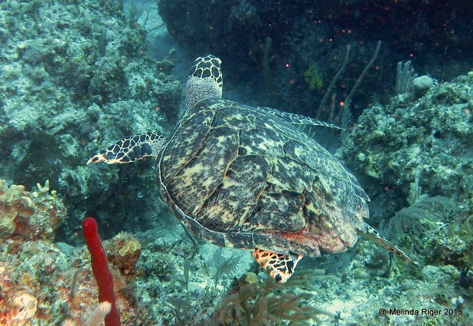 Hawksbill Turtle (flipper damage) ©Melinda Riger @ GB Scuba