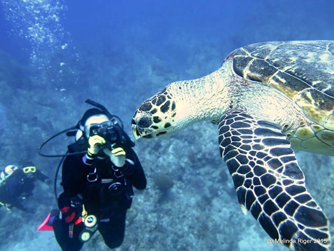 Hawksbill Turtle & photo ©Melinda Riger @ G B Scuba