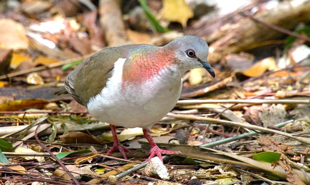 Key West Quail Dove, Nassau, Woody Bracey