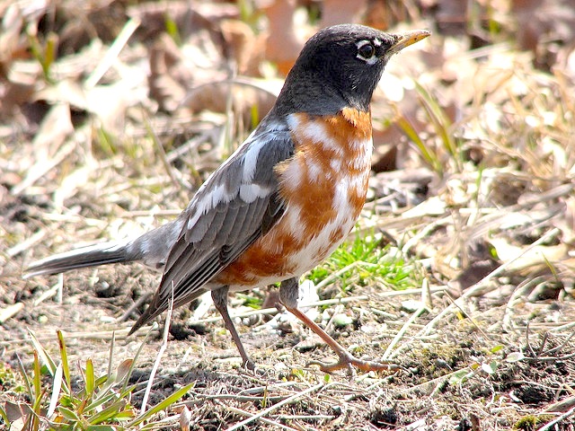 Leucistic American Robin (Amy @ PoweredbyBirds)