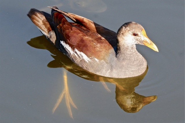 Leucistic Common Gallinule (Moorhen) Abaco (Tony Hepburn)