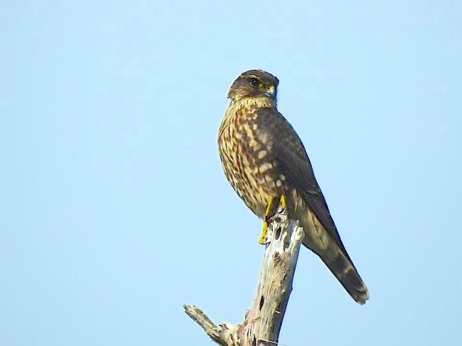 Merlin, West End Grand Bahama (Linda Barry-Cooper)