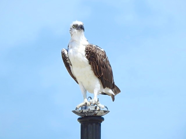 Osprey, West End Grand Bahama (Linda Barry-Cooper)