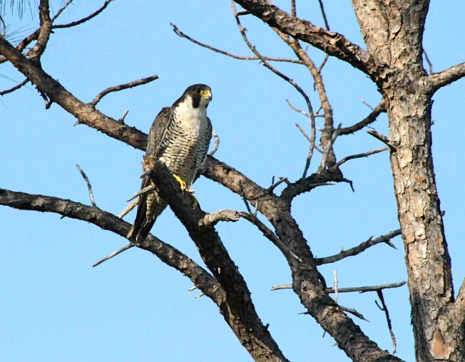 Peregrine Falcon (Woody Bracey) sm