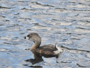 Pied-billed Grebe, West End Grand Bahama (Linda Barry-Cooper)