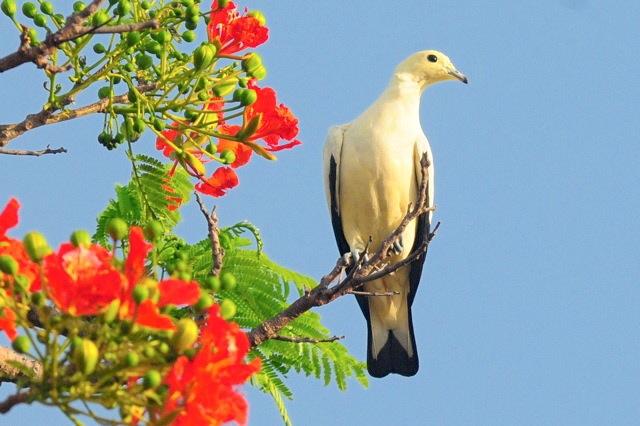 Pied Imperial Pigeon 1, Nassau (Woody Bracey)