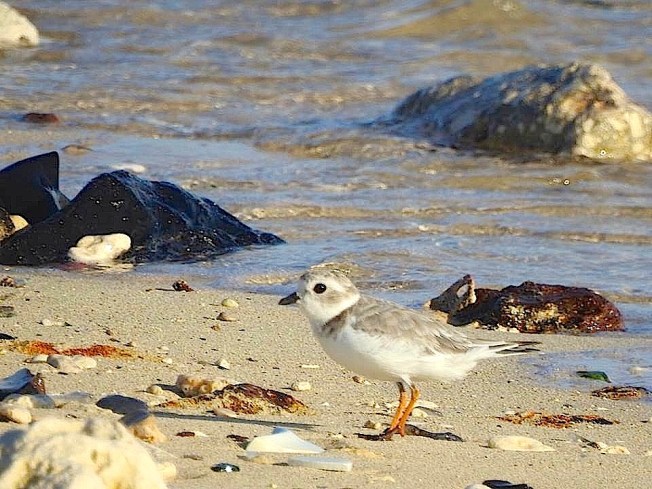 Piping Plover 1, West End Grand Bahama (Linda Barry-Cooper)