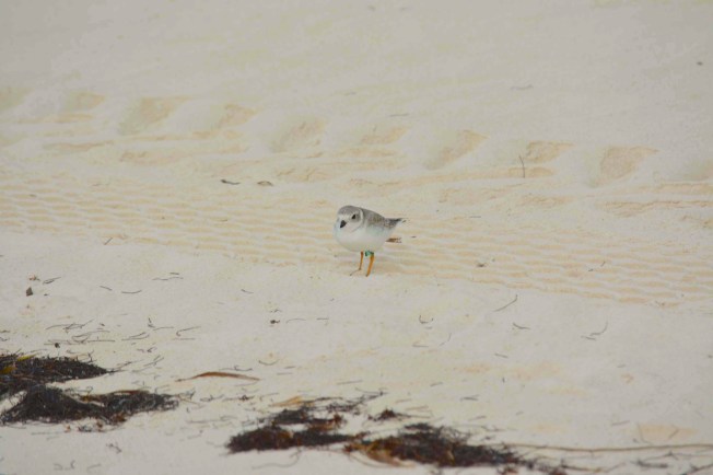 PiPl 09C (L leg - Blue R leg) 2 WB 30.10 (1) min copy