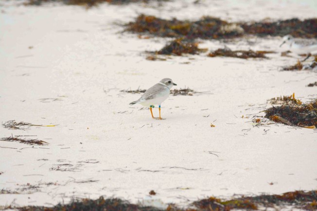 PiPl 09C (L leg - Blue R leg) 2 WB 30.10 (2) min copy