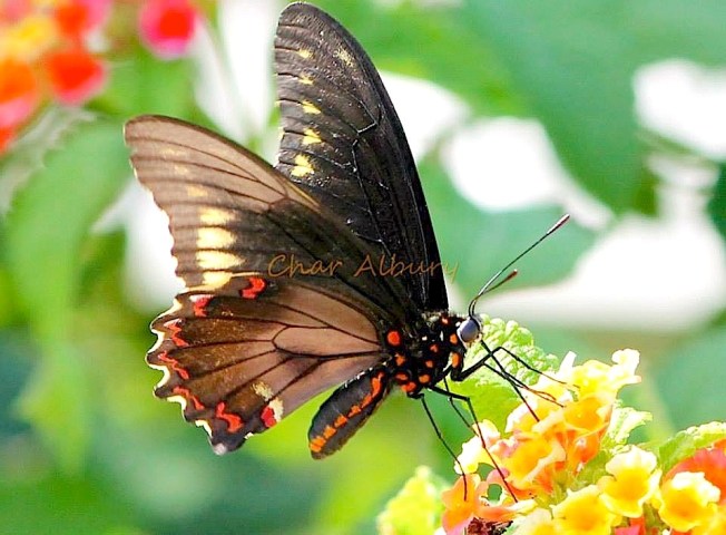 Polydamus Swallowtail, Abaco (Char Albury)