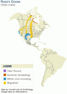 ross_goose_migration_map