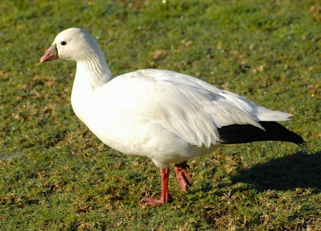 Ross's Goose, Abaco 1 (Uli Nowlan)