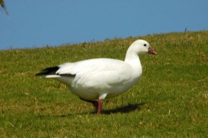 Ross's Goose, Abaco 2 (Uli Nowlan)