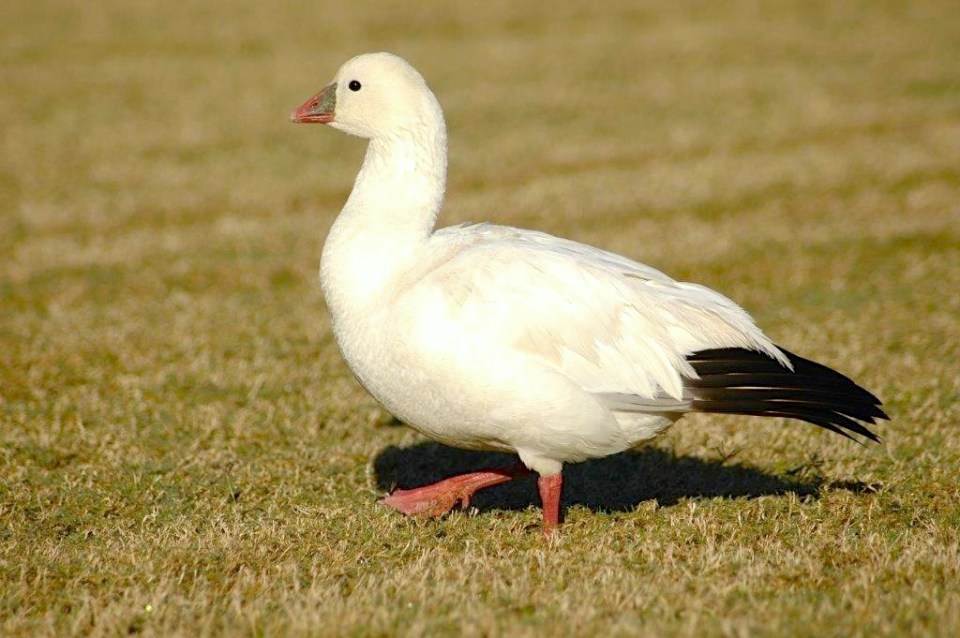 Ross's Goose, Abaco 4 (Uli Nowlan)