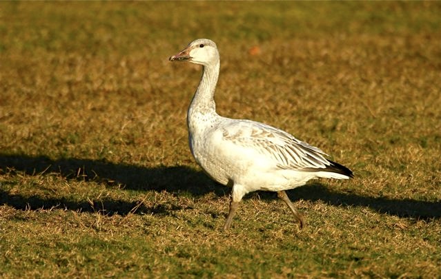 Snow Goose (imm), Abaco (Bruce Hallett)