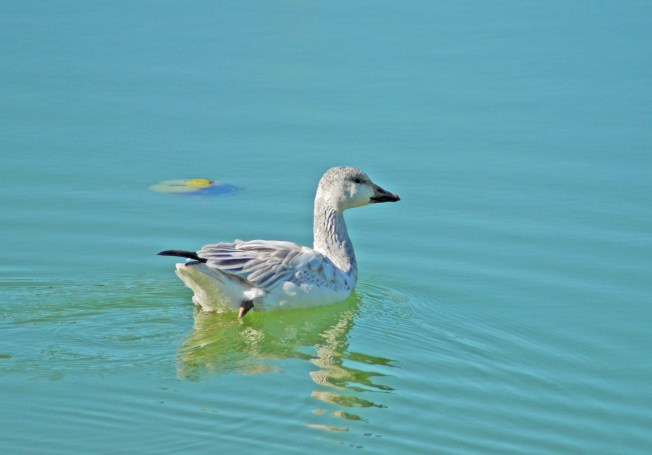 Snow Goose, Treasure Cay, Abaco (Uli Nowlan)