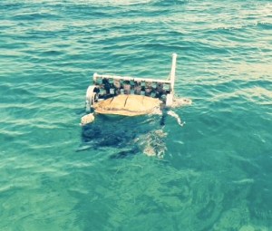 This turtle, which was found floating in North Man-O-War Channel, died as a direct result of being entangled in human trash(in this case, a lawn chair) copy