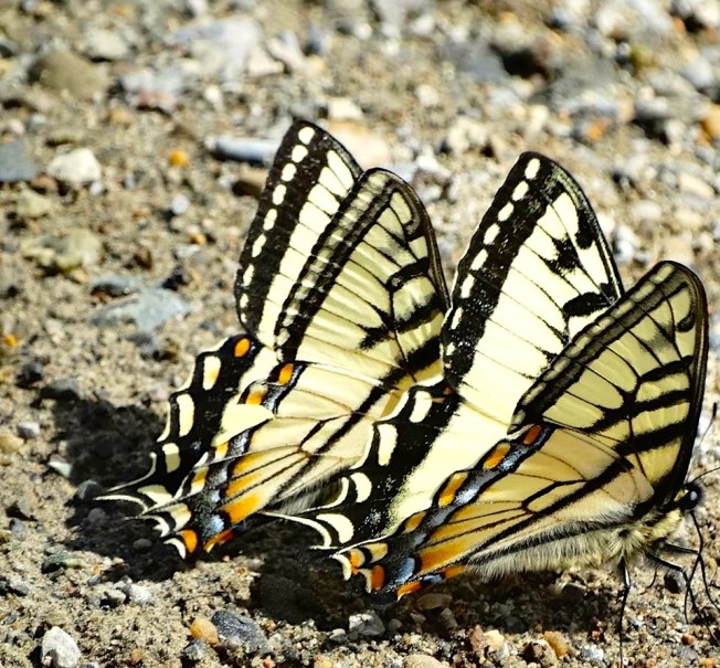 Tiger Swallowtail, Abaco (Uli Nowlan)