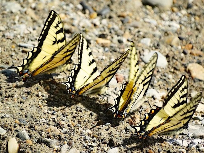 Tiger Swallowtail, Abaco (Uli Nowlan)2