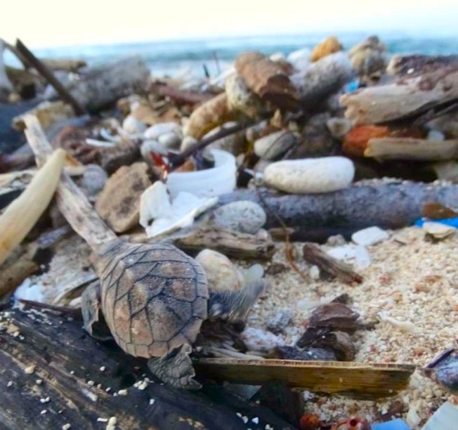 Turtle traps - Melissa Maura copy