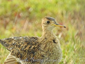 Upland Sandpiper, West End Grand Bahama (Linda Barry-Cooper)