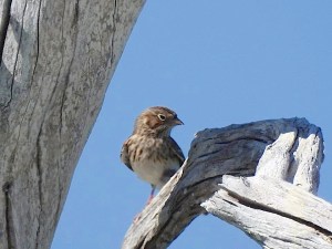 Vesper Sparrow, Grand Bahama (Linda Barry-Cooper)-