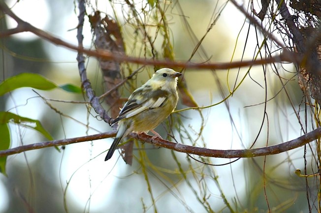 Leucistic Western Spindalis, Abaco Bahamas (Keith Kemp)