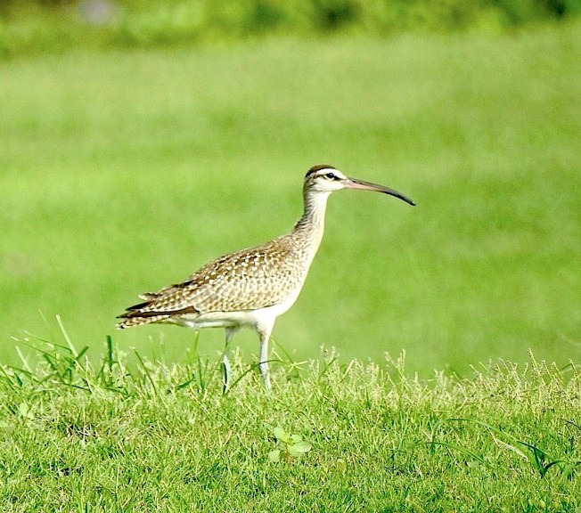 Whimbrel, West End Grand Bahama (Linda Barry-Cooper)