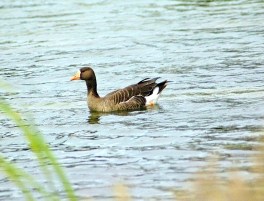 White-fronted Goose, Abaco 1 (Uli Nowlan)