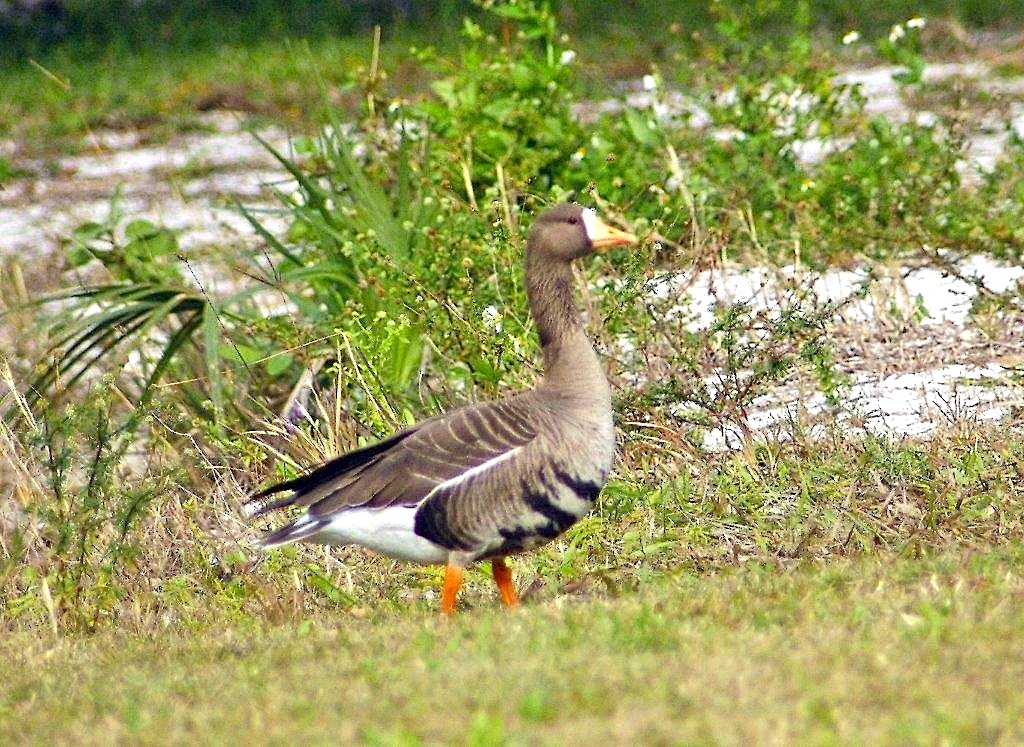 White-fronted Goose, Abaco 2 (Uli Nowlan