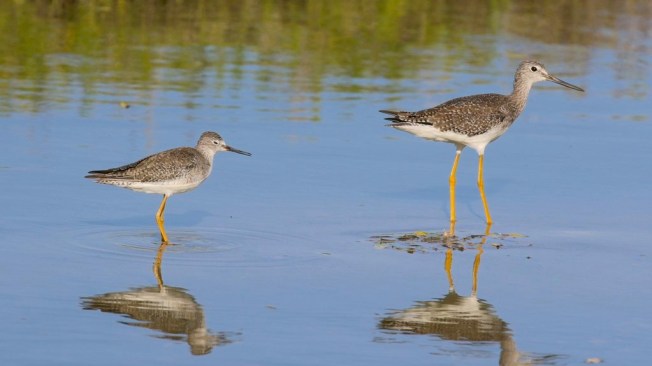 Yellowlegs G & L, Aruba - Matt Scott @matttockington