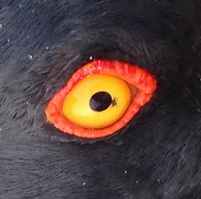 American Oystercatcher AMOY eye close-up (Todd Pover / CWFNJ)