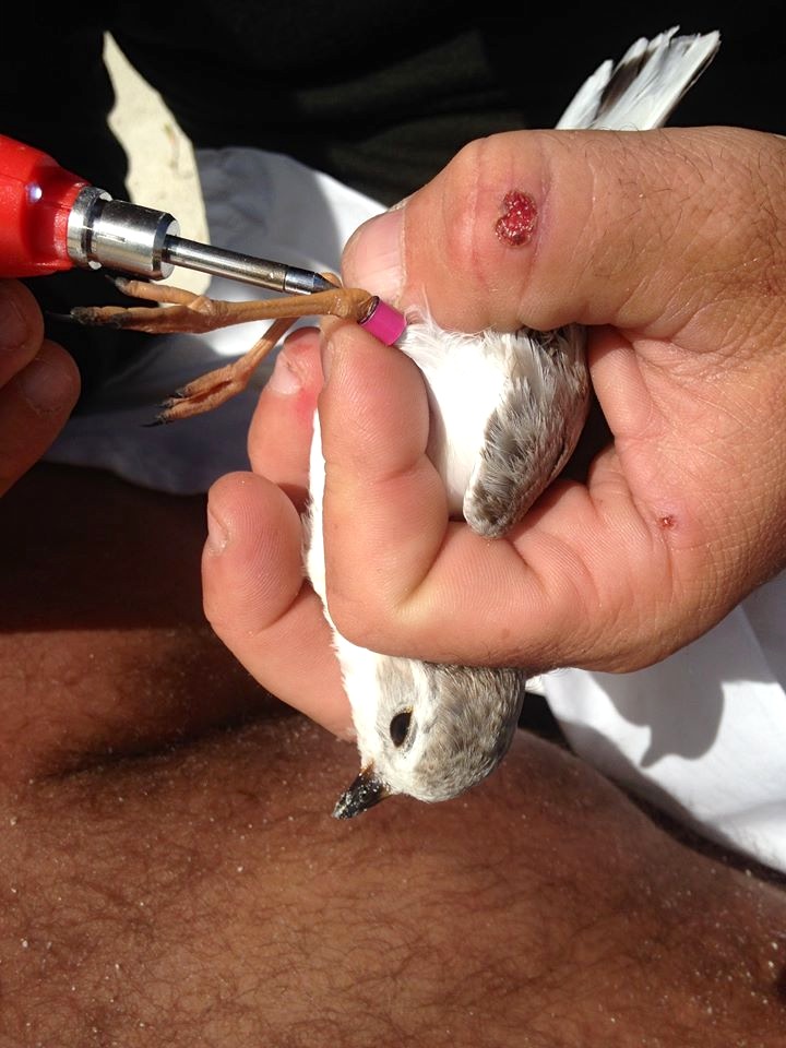 1688061_10205144276200052_1782966976770605282_n