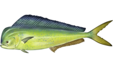 220px-Coryphaena_hippurus