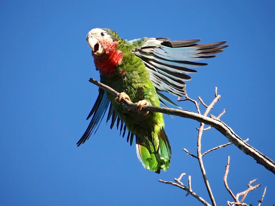Abaco (Cuban) Parrot Pair (Melissa Maura)