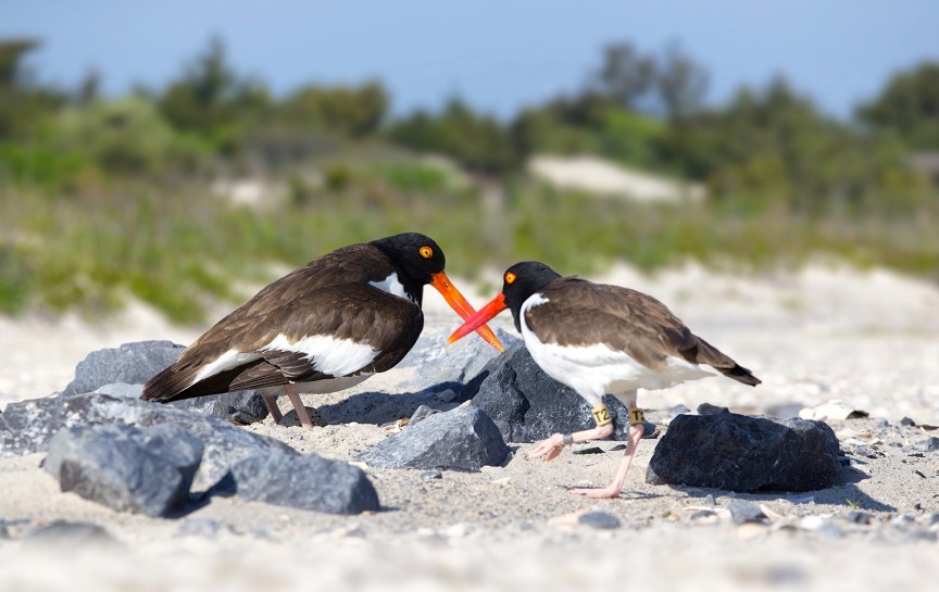 american-oystercatcher-t2-eggs (Northside Jim : Exit 63)