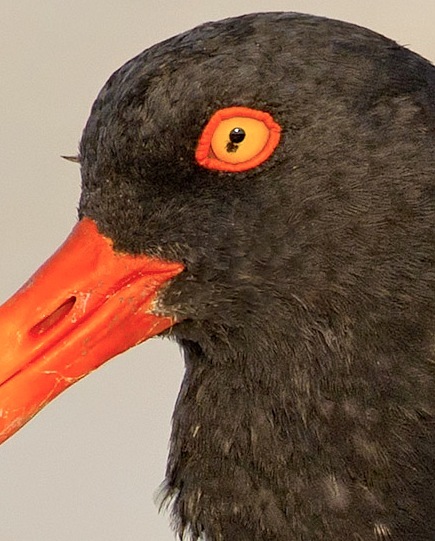 American Oystercatcher AMOY eye close-up (Todd Pover / CWFNJ)