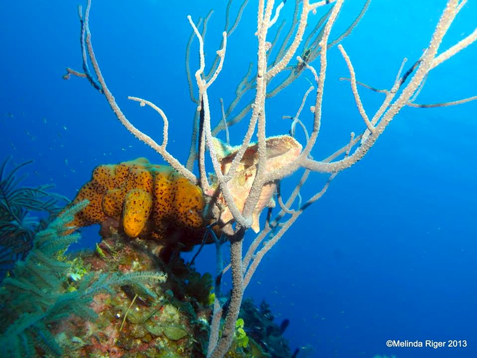 Coral & conch ex crab home 1380179_645156602172399_300806994_n copy