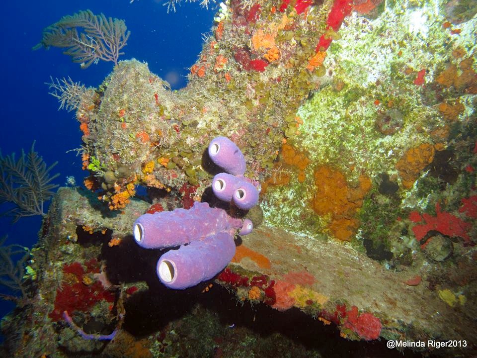 Corals ©Melinda Riger @ G B Scuba copy 2