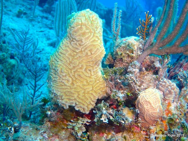 Corals ©Melinda Riger @ GB Scuba copy